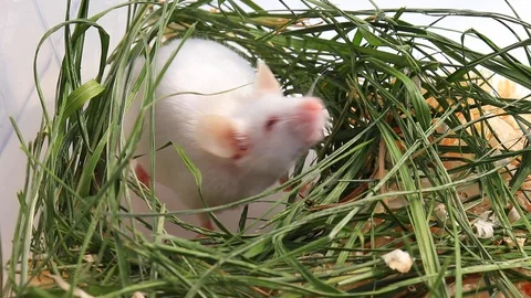 White albino laboratory mouse sitting in green dried grass, hay and sniffing the Stock Footage 117940285
