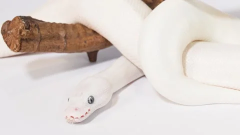 White Albino Snake Slithering Over Wooden Branch Perch Video stock 324685643