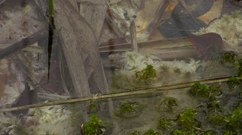 White algae in bog Stock Footage 68860191
