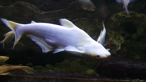 White Aligator Fish Vidéo 277210894