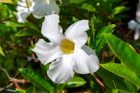 White Allamanda Flower. Foto stock