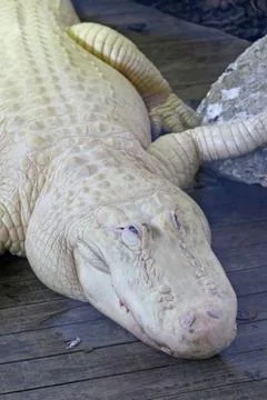 White alligator Stock Photos