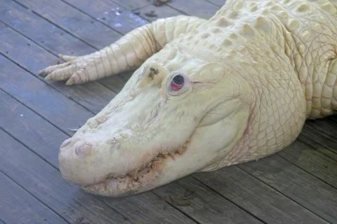 White alligator Stock Photos