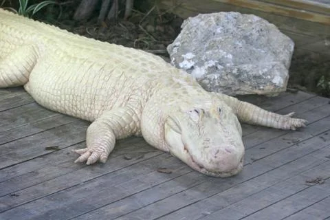 White alligator Stock Photos
