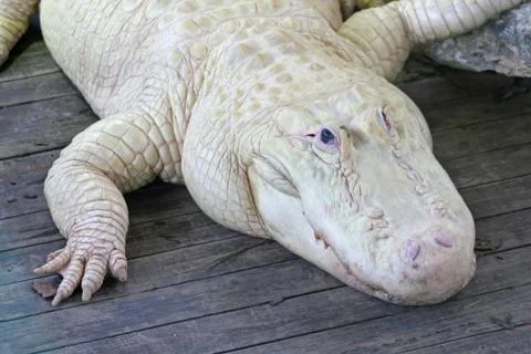 White alligator Stock Photos