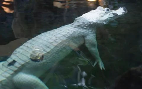 White Alligator Stock Photos