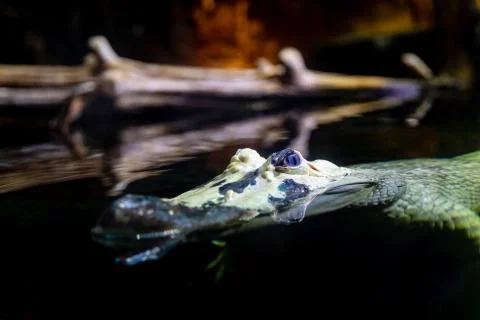 A White Alligator Stock Photos