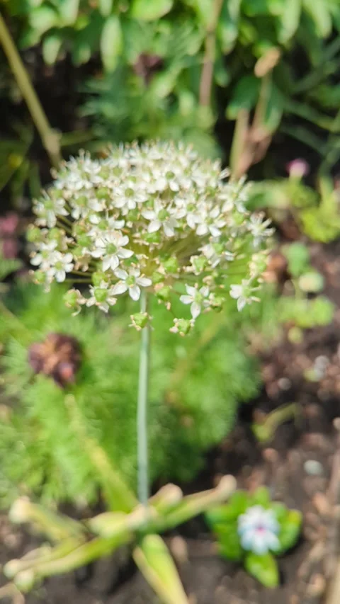 White Allium blooming Stock Footage 300878159