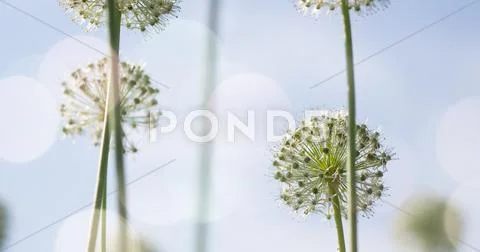 White Allium circular globe shaped flowers blow in the wind Stock Photos