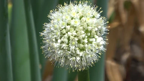 White Allium flower. Camera zoom in, closeup 스톡 동영상 90063530