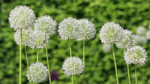 White allium flower close up Stock Footage 244241771