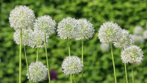 White allium flower close up Stock Footage 244241992