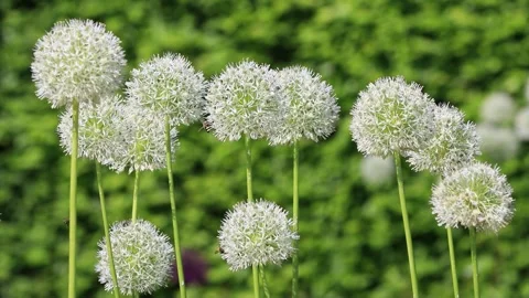 White allium flower close up Stock Footage 246302606