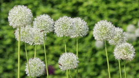White allium flower close up Video stock 246305921