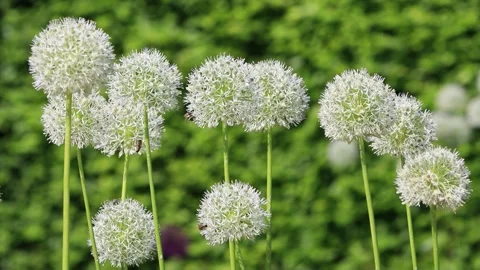 White allium flower close up Video stock 246308097