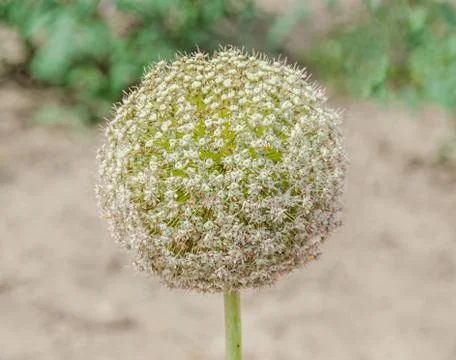 White Allium flowers, ball flower, genus of monocotyledonous, green garden. Stock Photos