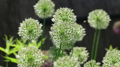 White allium flowers in full summer sunshine Stock Footage 246107410