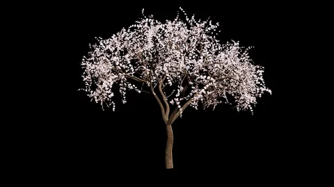 White Almond Tree Wind Blowing Loop Animation with Alpha Channel Stock Footage 88316010