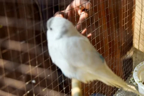 White Alone Bird Stock Photos