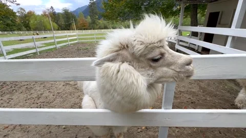 White alpaca amusingly shakes its head on the farm Stock Footage 303924997
