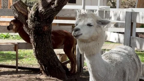 White alpaca amusingly shakes its head on the farm Stock Footage 303925166