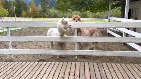 White alpaca amusingly shakes its head on the farm Stock Footage 303925545