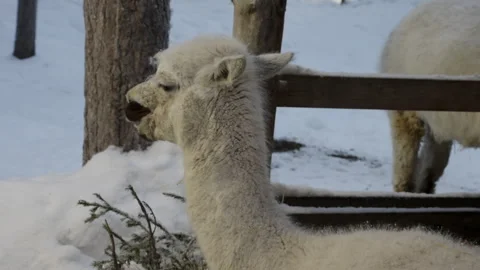 White alpaca chewing in the snow during winter Stock Footage 341777077