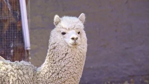 White Alpaca close up in Peruvian Highlands Stock Footage 85393370