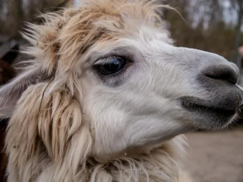 White alpaca close up with trees in background, held in captivity Stock Photos