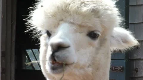 White Alpaca Eating Grass Stock Footage 12161373