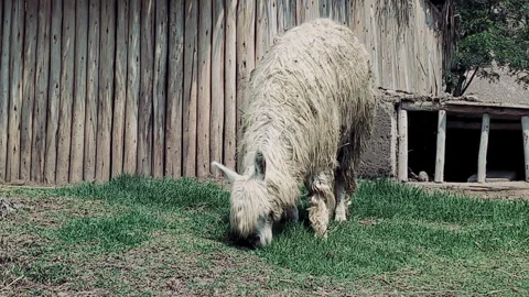 A white alpaca eating grass Stock Footage 277076843