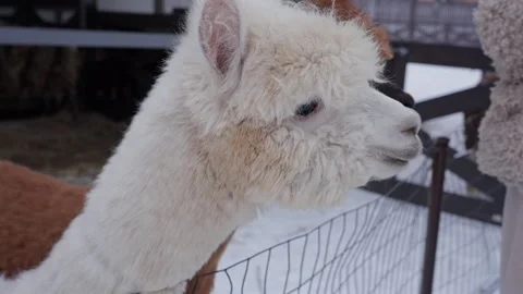 White alpaca face close up in winter enclosure Stock Footage 327117177