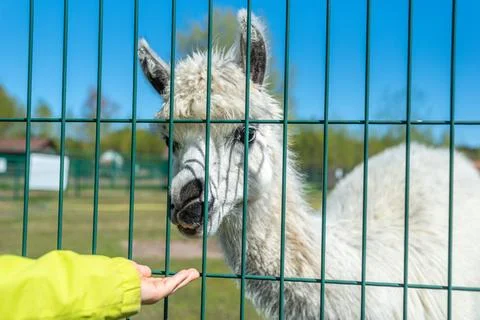 A white alpaca on a farm eats from the palm of a child. Portrait of an alpaca Stock Photos