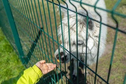 A white alpaca on a farm eats from the palm of a child. Portrait of an alpaca Foto stock