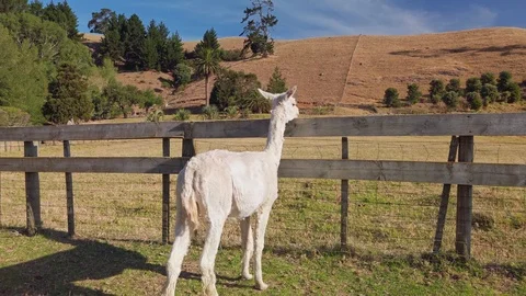 A white alpaca on the farm Stock-Footage 125114542
