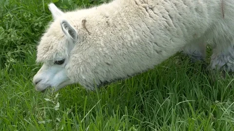 White Alpaca grazing in meadow Video stock 70687578