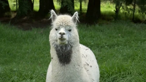 White Alpaca grazing in meadow Video stock 70688512