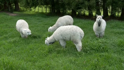 White Alpaca grazing in meadow Video stock 70695577