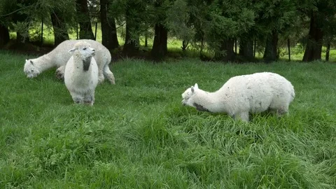 White Alpaca grazing in meadow Video stock 70697627