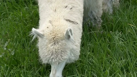 White Alpaca grazing in meadow Video stock 70702084