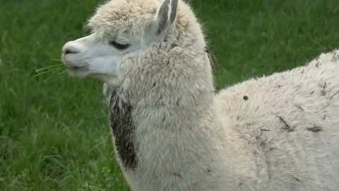 White Alpaca grazing in meadow Video stock 70703424