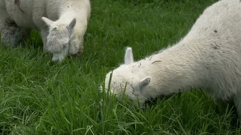 White Alpaca grazing in meadow Video stock 70705464