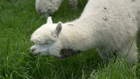 White Alpaca grazing in meadow Video stock 70707237
