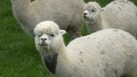 White Alpaca grazing in meadow Video stock 70707438