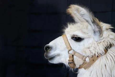 White alpaca head Stock Photos
