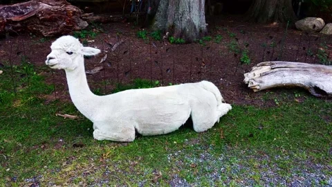 A white Alpaca laying down, 4k Stock-Footage 224825174