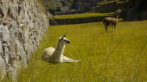 White alpaca in Machu Picchu Stock Footage 39915553