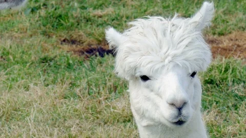 White alpaca in a meadow Stock Footage 98183075