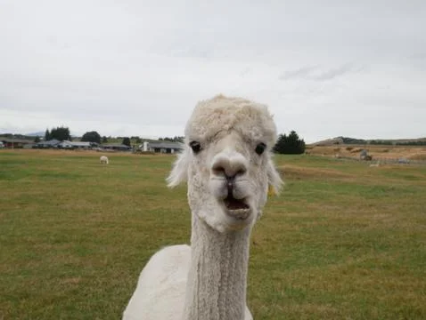 White Alpaca Foto stock