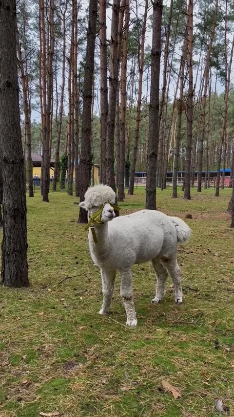 A white alpaca in a pine forest park eats grass Stock Footage 279081876